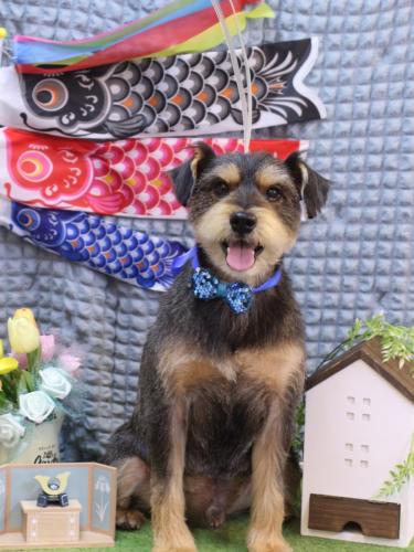 20230530ピンくん